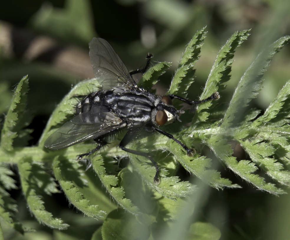 Sarcophagidae: cfr. Sarcophaga sp.